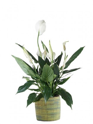 Spathiphyllum Saksı Çiçeği