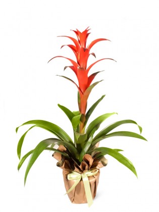 Guzmania Amoretto