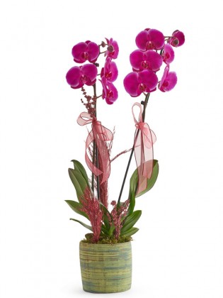 Fuchsia Orchid Design