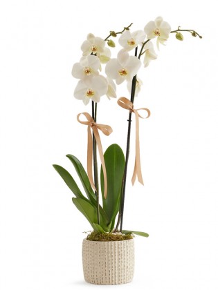 White Orchid