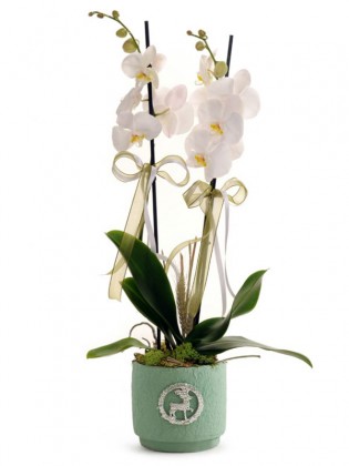 Charming White Orchid